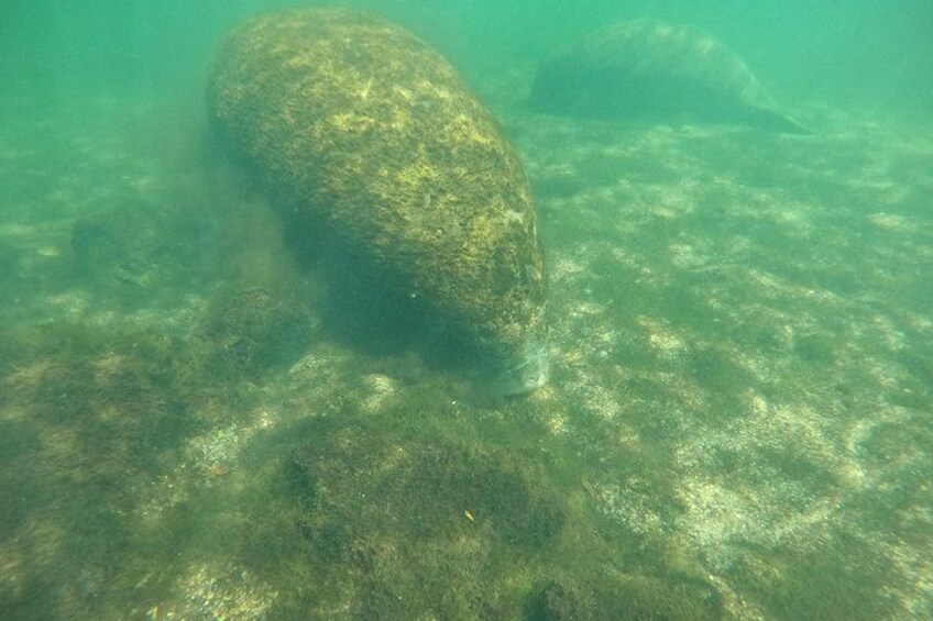 Classic Crystal River Manatee Swim Tour with Free Photos 2