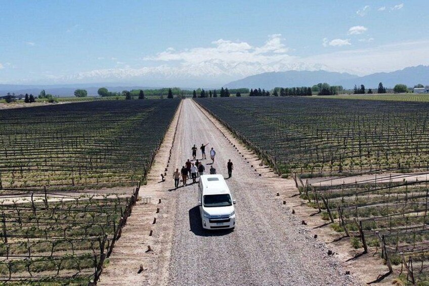A vineyard with rows of grapevines, a gravel road, and a white vehicle with people walking beside it. 1