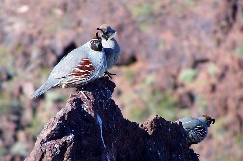 Twee vogels zitten op een boomstronk in een natuurlijke omgeving. 5