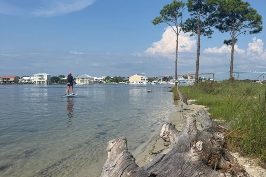 Gulf Shores & Orange Beach Stand Up Paddle Boarding Lesson & Tour 2