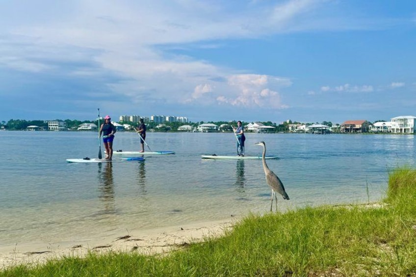 Gulf Shores & Orange Beach Stand Up Paddle Boarding Lesson & Tour 1