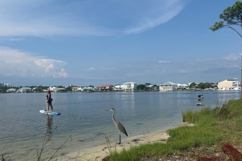 Gulf Shores & Orange Beach Stand Up Paddle Boarding Lesson & Tour 4