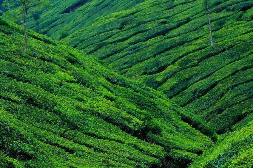 Mesmerizing Munnar: A Journey Through Paradise 4