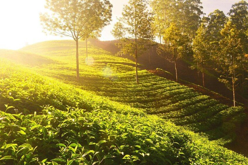 Mesmerizing Munnar: A Journey Through Paradise 1