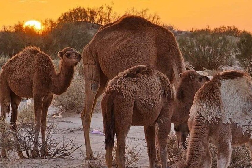 From Djerba: Explore the desert in a day 3