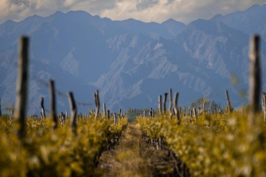 Tour of 3 Wineries in Lujan de Cuyo with Lunch included 1