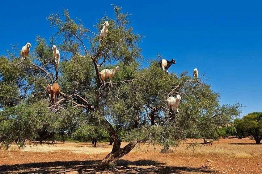 Taroudant and Tiout Day Trip from Agadir or Taghazout 4