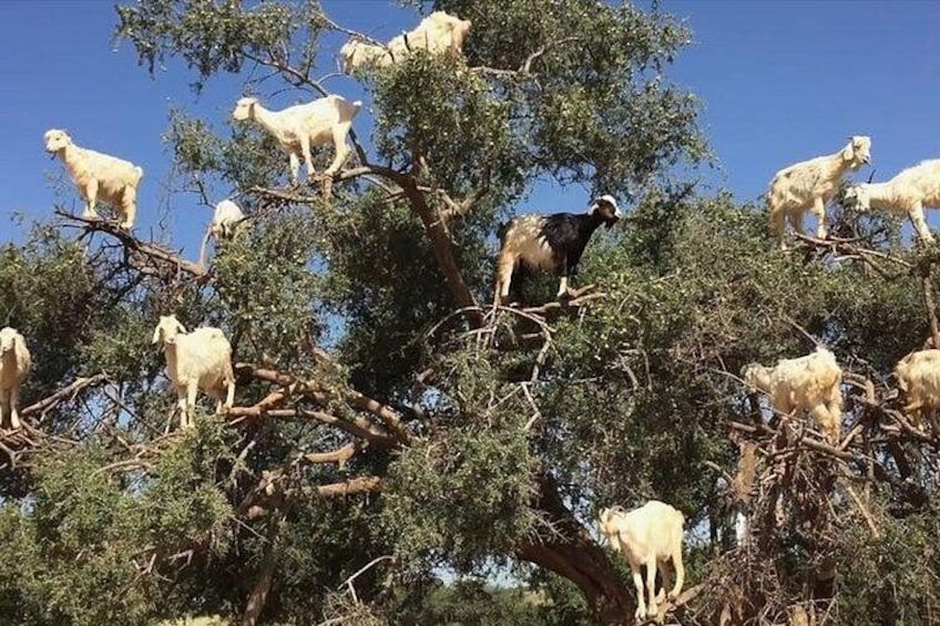 Taroudant and Tiout Day Trip from Agadir or Taghazout 3