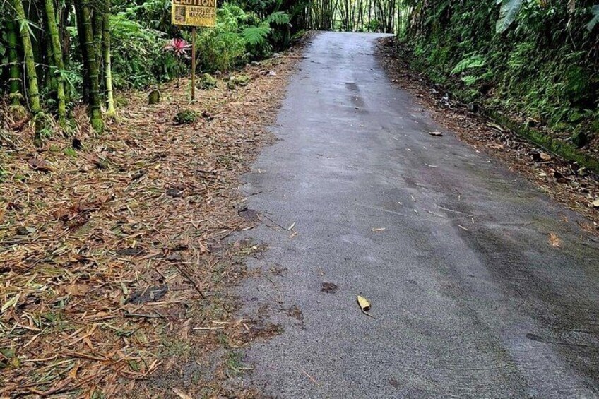 Dominica Scenic Waterfalls and Hot Springs @ Autop Tours 5