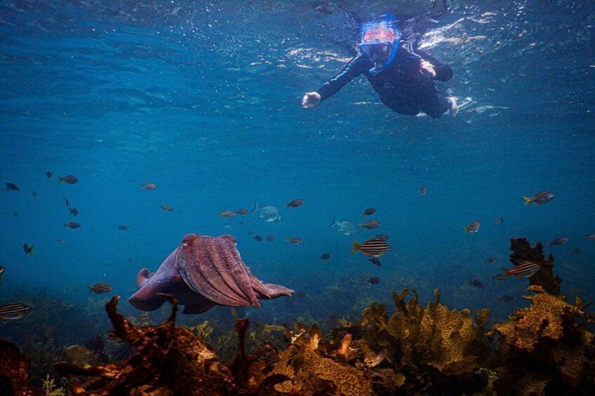 Snorkeling over sea life 2