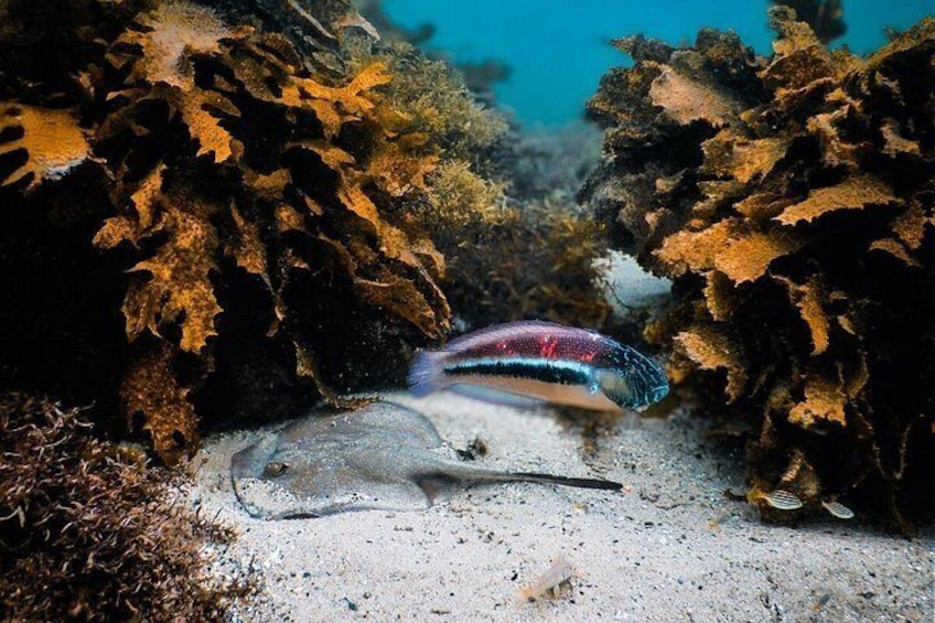 Stingray and Māori Wrasse 3