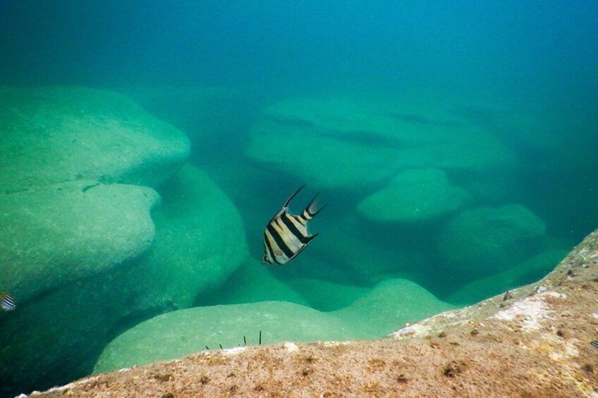 Beautiful fish: Old Wife (Enoplosus armatus) 5