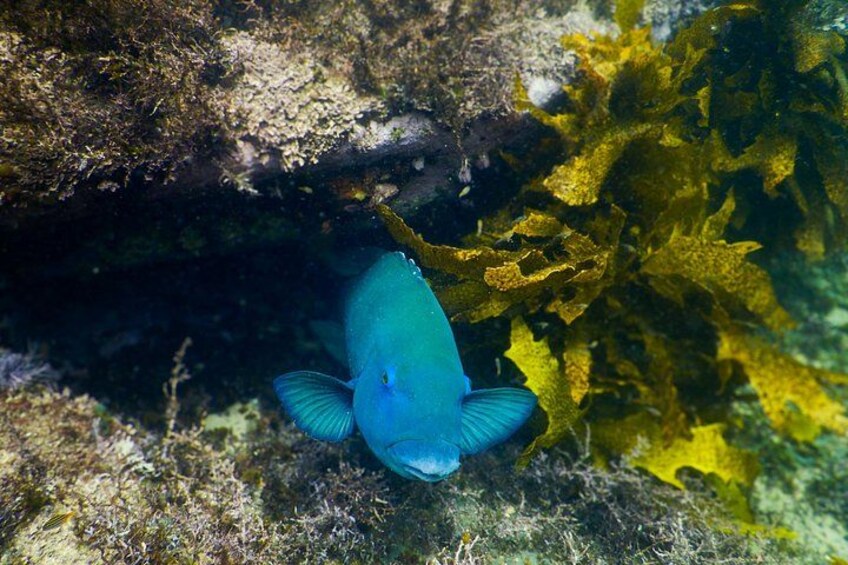 Eastern Blue Groper 3