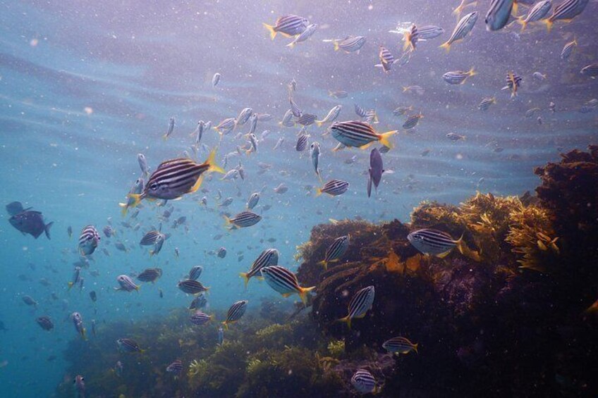Mado fish 4