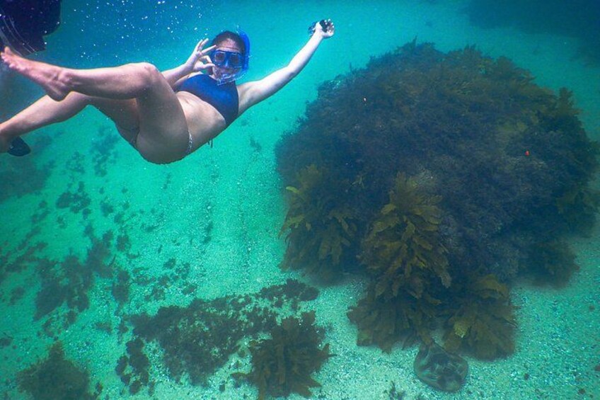 Snorkeler and stingray at Clovelly Beach 3