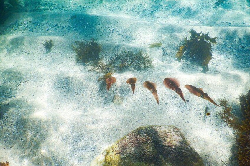 Squid 2