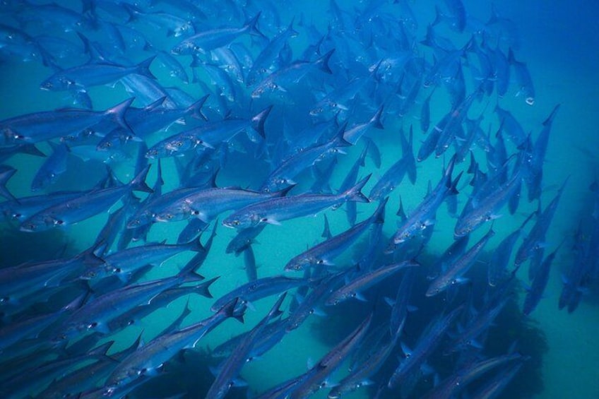 Ein Fischschwarm schwimmt im Ozean synchron. 1