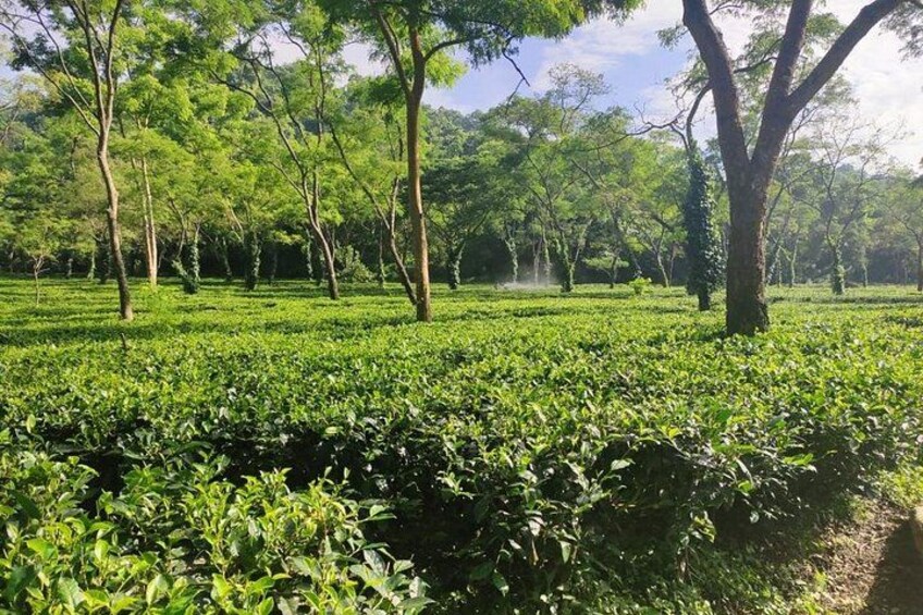 Breathtaking view of Amchong tea garden 1