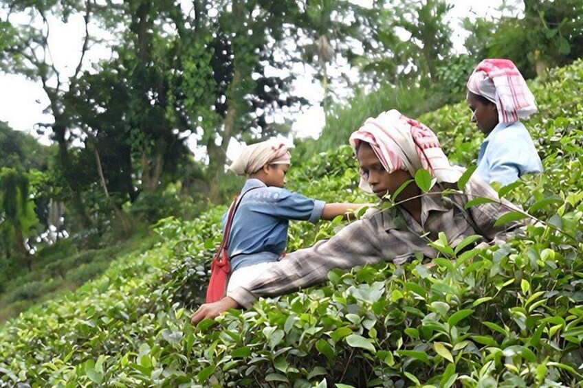 From the briskness of our morning harvest to the mellow sweetness of late-season leaves, every cup tells a story of craftsmanship, climate, and care. 3