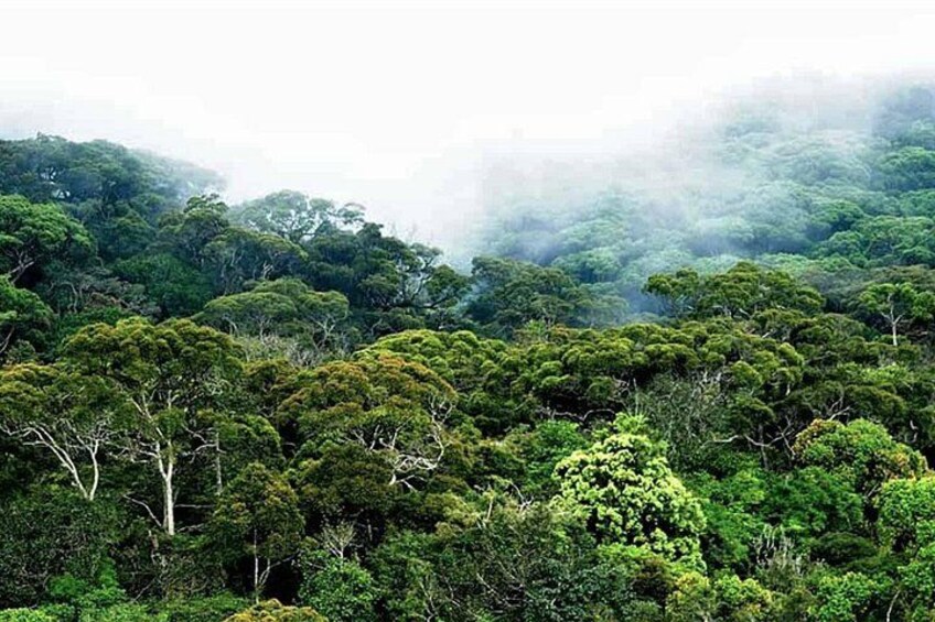 Sinharaja Rain Forest 2