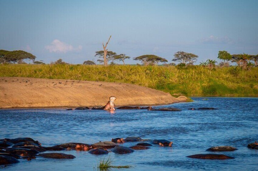  3 Days Serengeti & Ngorongoro Safari Tour