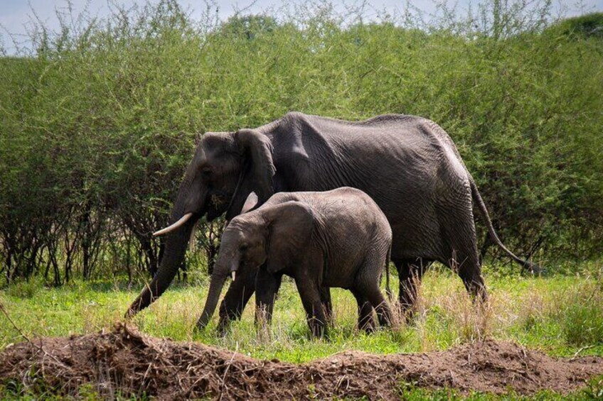  3 Days Serengeti & Ngorongoro Safari Tour