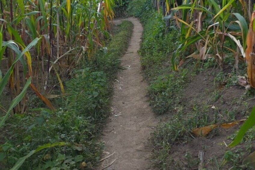 A narrow dirt path between rows of corn plants. 3