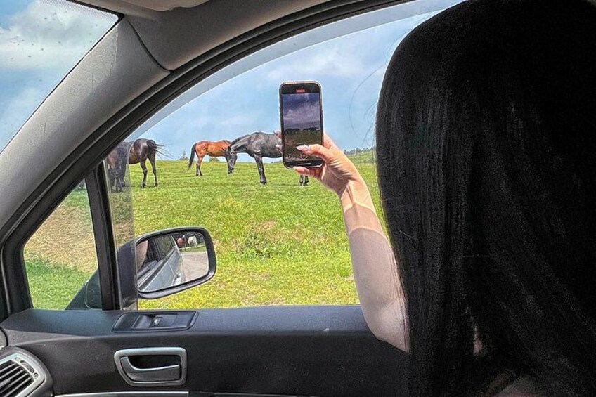 Iemand maakt een foto van paarden vanuit een auto. 5