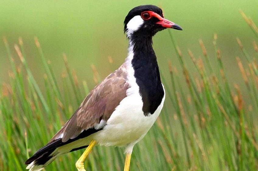 A bird with black and white plumage, a red beak, and yellow legs standing in a grassy field. 4