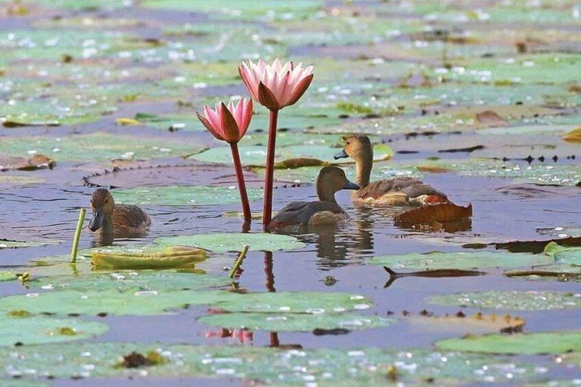 A pond with water lilies and ducks. 2