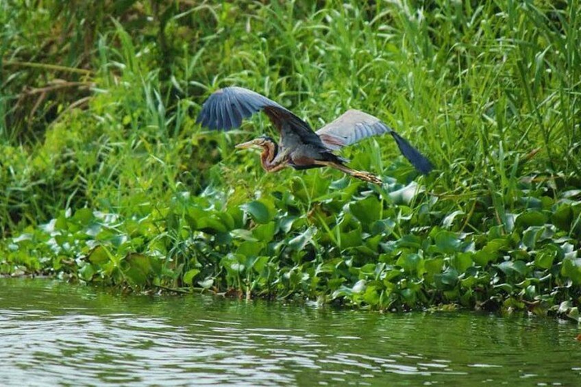 A bird flying over water with green vegetation around. 3