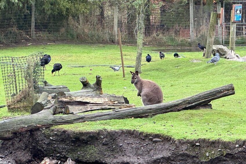 Un enclos verdoyant où se trouvent un kangourou et plusieurs oiseaux, probablement des corbeaux, dans un cadre de zoo. 3