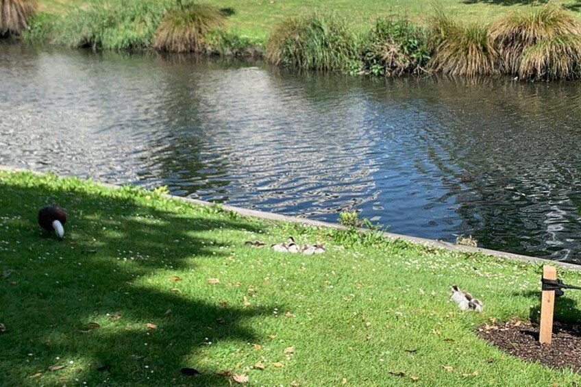 Un étang avec des canards, de l’herbe et un poteau en bois. 5
