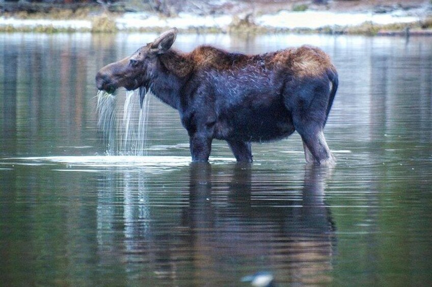 A moose standing in water. 2