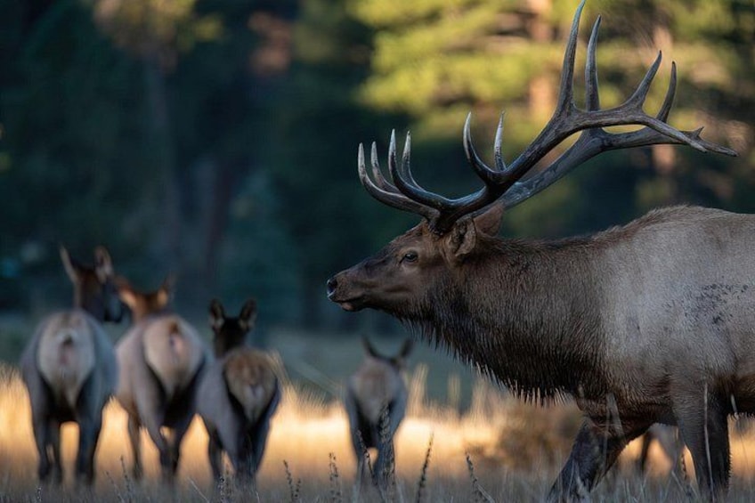 A large elk with prominent antlers walking through a grassy field with other elk in the background. 5