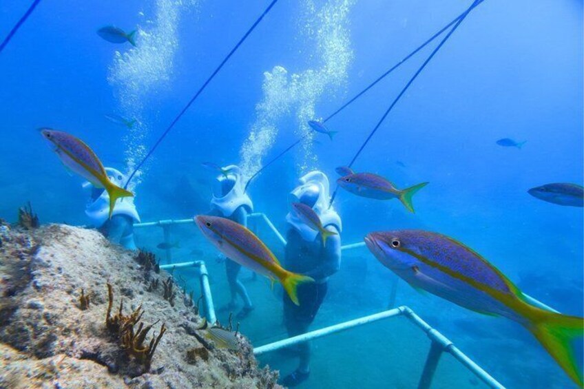 St Maarten SeaTrek and Snorkeling Adventure 4