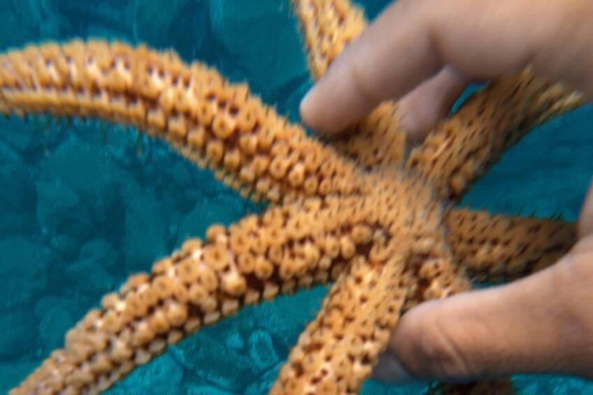 A hand holding a crocheted starfish. 4