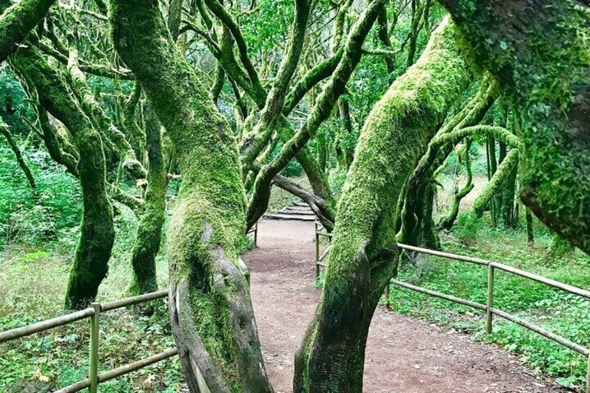 A moss-covered pathway flanked by trees in a forest. 2