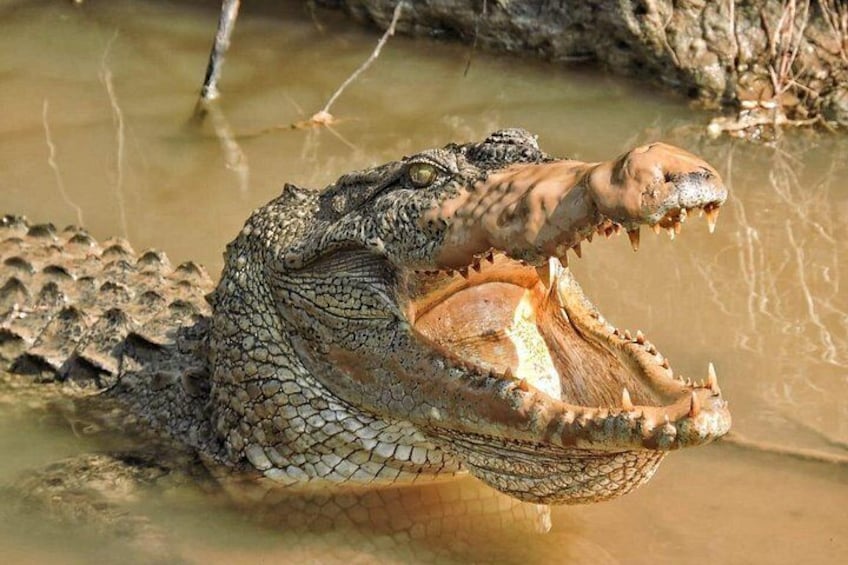 Yala National Park special Half-Day & Full-Day Safari Adventure 5