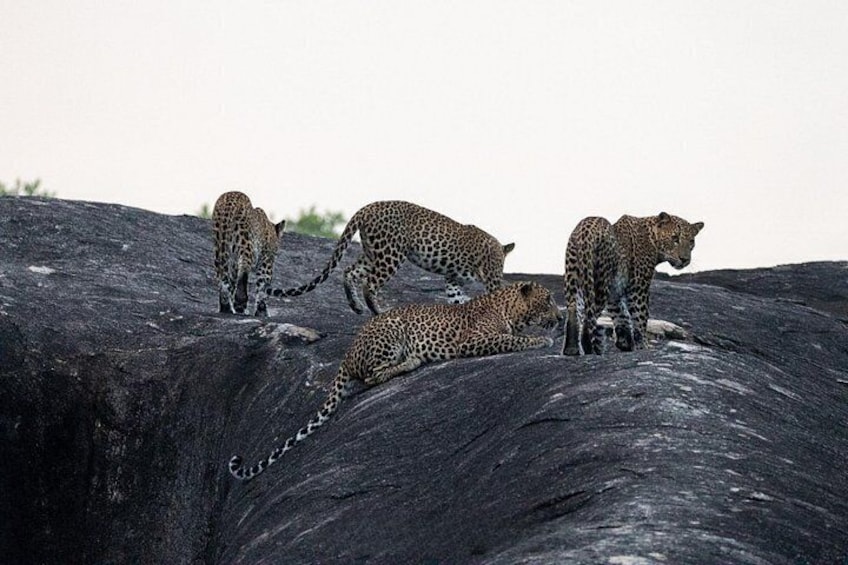 Yala National Park special Half-Day & Full-Day Safari Adventure 1