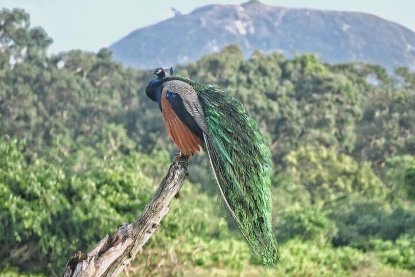 Yala National Park special Half-Day & Full-Day Safari Adventure 4