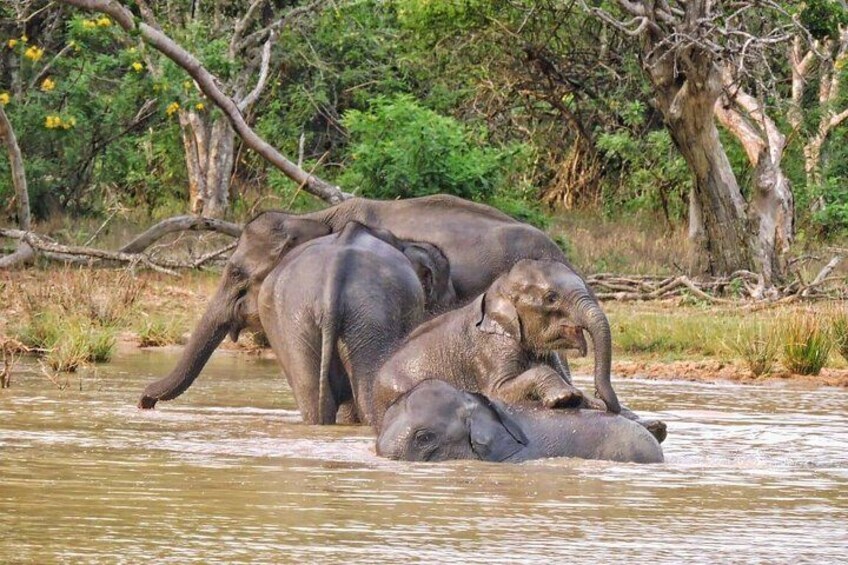 Yala National Park special Half-Day & Full-Day Safari Adventure 3