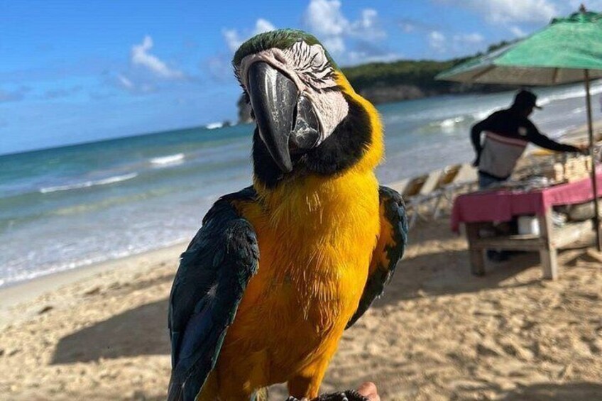A parrot on a beach with the ocean and a person in the background. 2