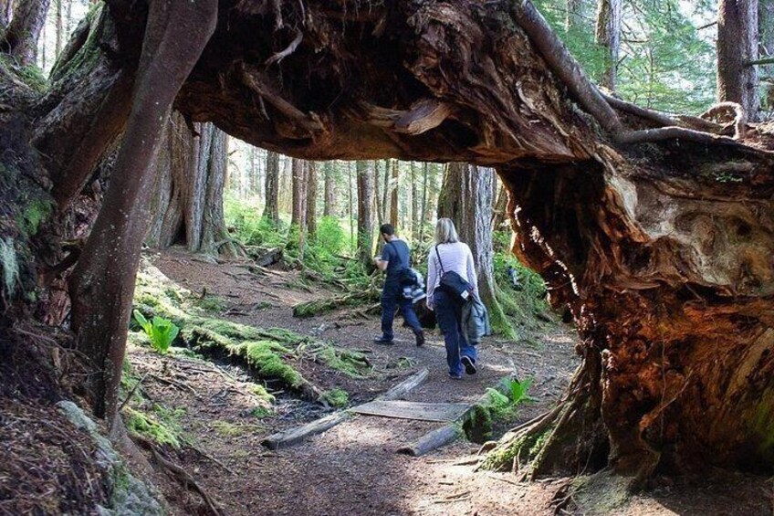 Un sentier forestier avec un tronc d’arbre tombé, des randonneurs et une végétation luxuriante. 2
