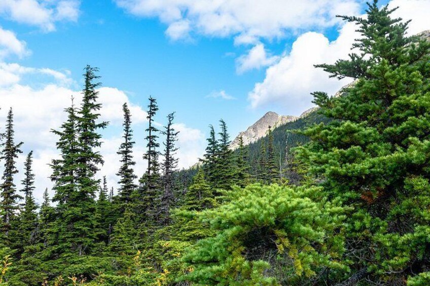 Adventure Hike | ALASKAN WILDERNESS TRAIL 2
