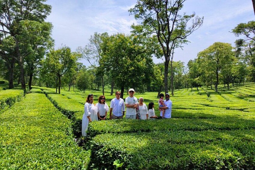 Palampur Tea Garden Tour 1