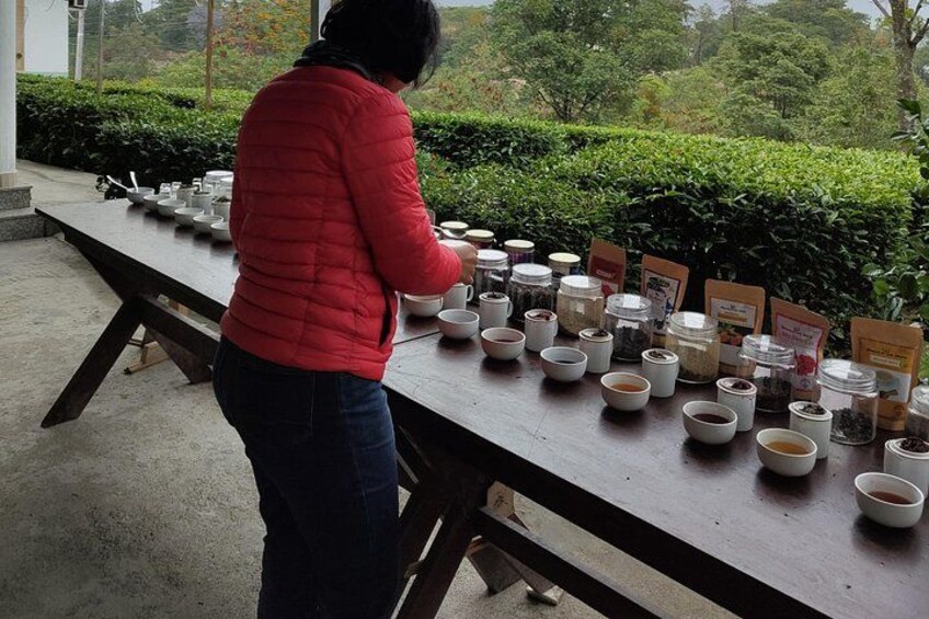 Palampur Tea Garden Tour 4