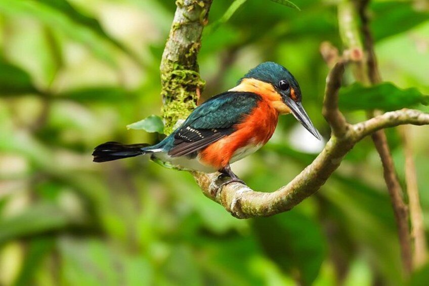 Bijagua Upala Rainforest, Trails, Sloths, Birds and others 1