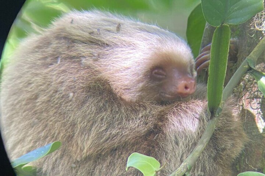 Un paresseux se reposant dans un arbre. 1