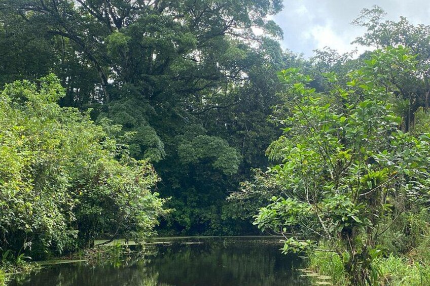 Bijagua Upala Rainforest, Trails, Sloths, Birds and others 3